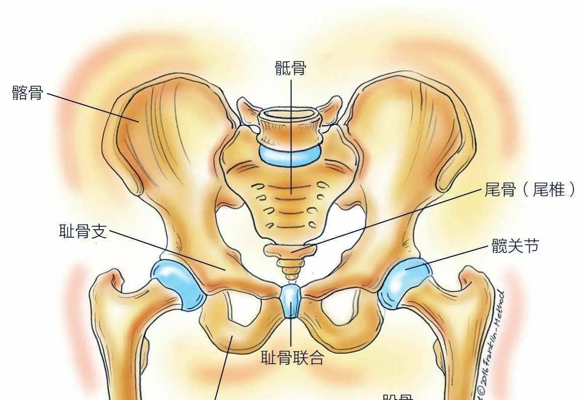 腰髋部位置图片图片