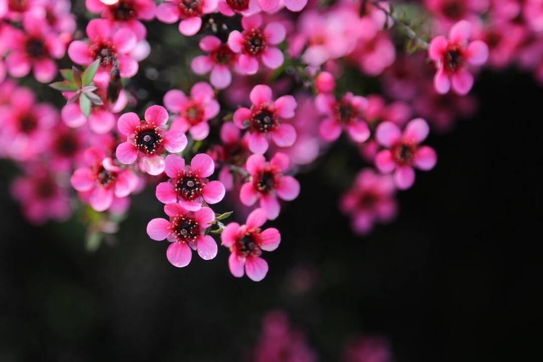 年宵花（花红果子怎么吃） 第5张