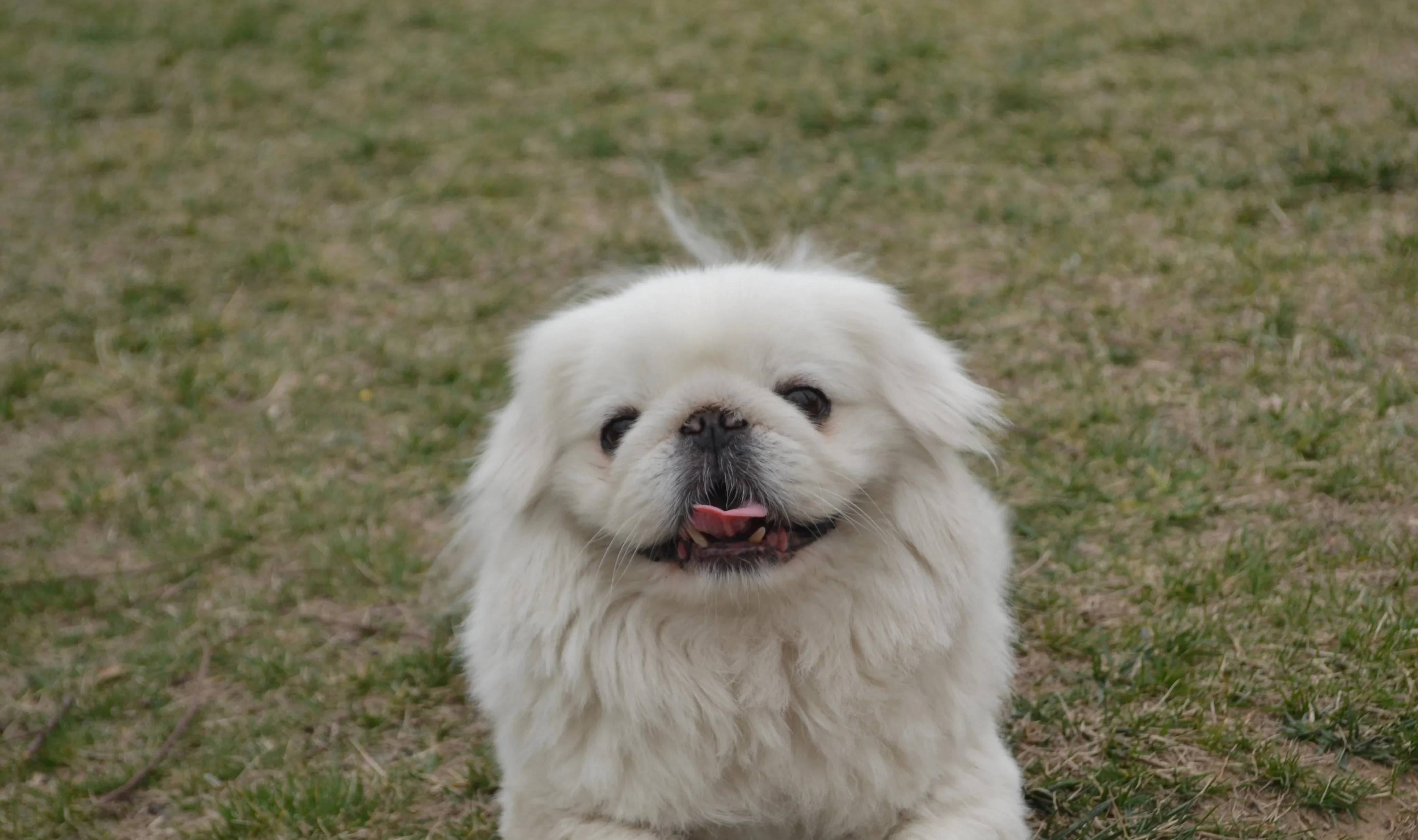 说说我家小狗的贵族气质_东西_习性_京巴