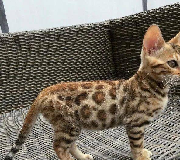 四川瓦屋山首次发现豹猫，和家猫有何不同，拿回家养得熟吗？（瓦屋山能耍多久）
