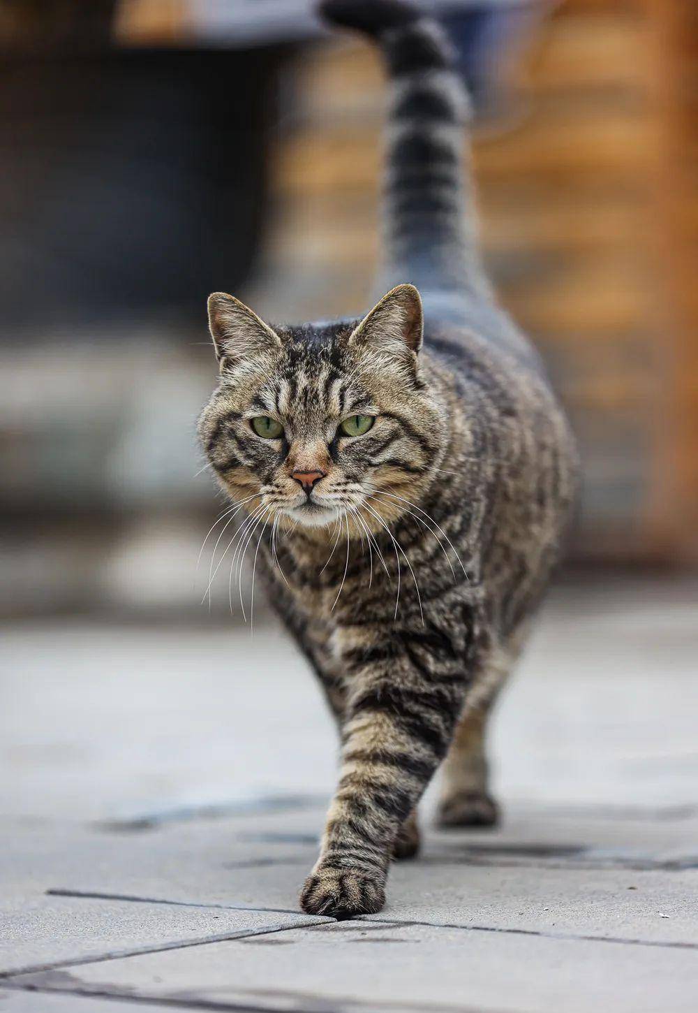 观复猫是什么_观复博物馆可以摸猫吗_观复博物馆猫阴阳猫