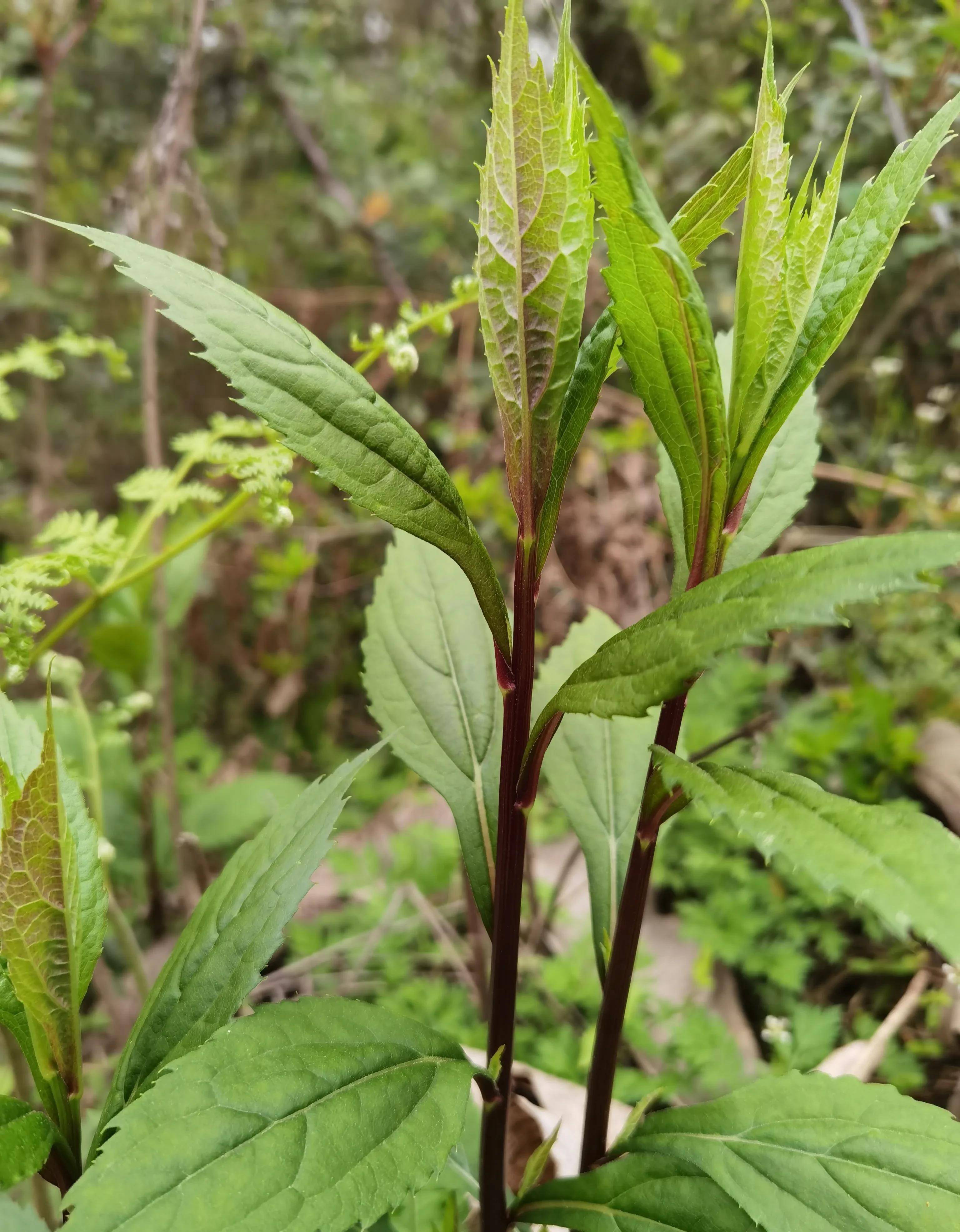 有种植物叫柴胡,除了当菜吃,还有什么用处呢?它的价值鲜为人知