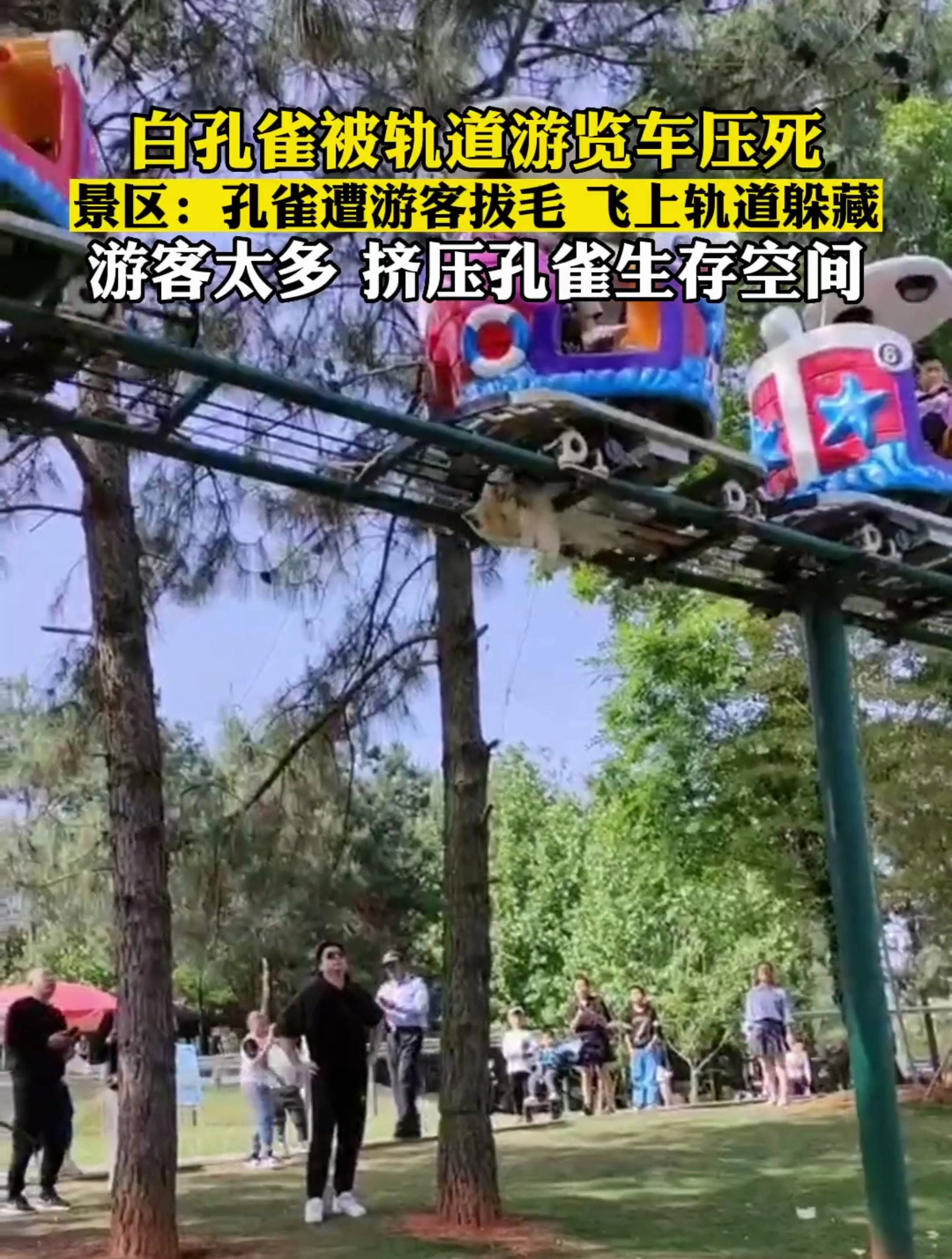 江西一白孔雀逃至轨道惨遭缆车碾死公园方称为躲避游客拔毛