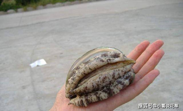 去高档餐厅吃鲍鱼,被问要几头,我该怎么说?