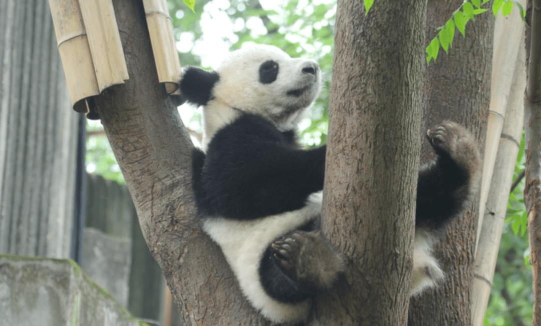 怎么区分“丫丫”“萌兰”“花花”？看到的熊猫到底谁是谁？