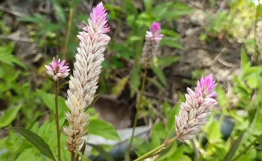 农村的这种植物"草决明",其实它的学名叫做青葙,别称草决明,红眼草,野