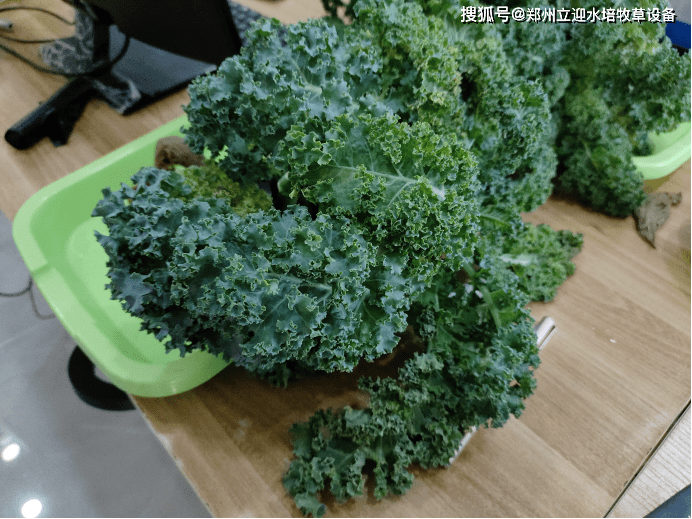 如何在室内水培种植羽衣甘蓝？这些方法很实用！(盆栽羽衣甘蓝的种植方法视频)