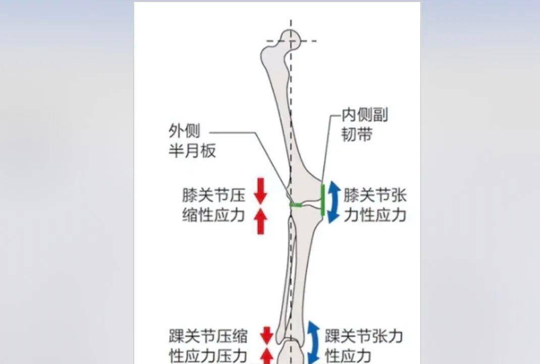 膝关节内收外展图解图片