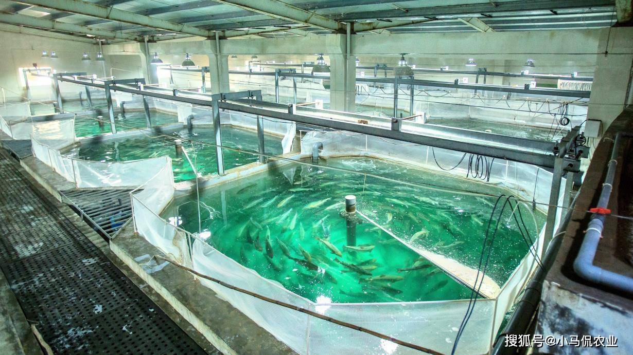 50亩鱼塘变1亩水池,1分钟了解工厂养鱼_工厂化_养殖_循环