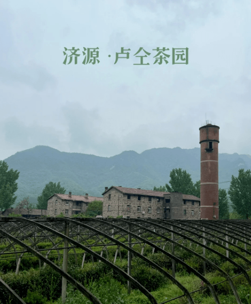 卢仝茶园图片