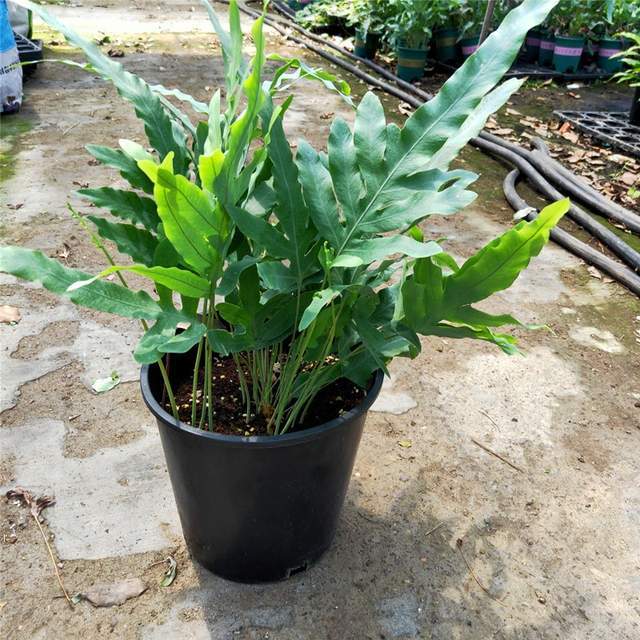 观叶类花卉盆栽贯众详解（观叶类盆景有哪些树种）