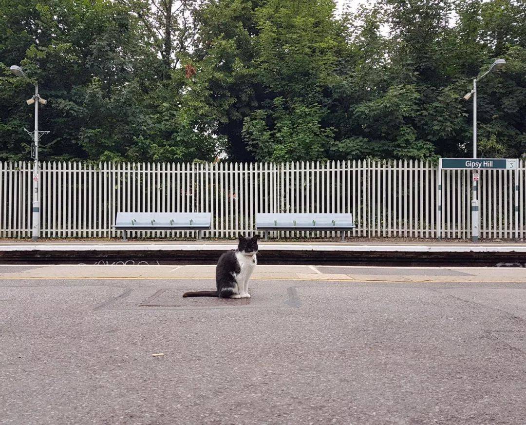 这猫有家不待，还有小伙伴也不陪人家，就爱天天跑车站给人查票！