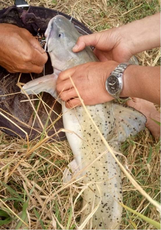 广西钓友钓获的一条"鲶鱼",市售价可达千元!_芝麻_邕江_保护