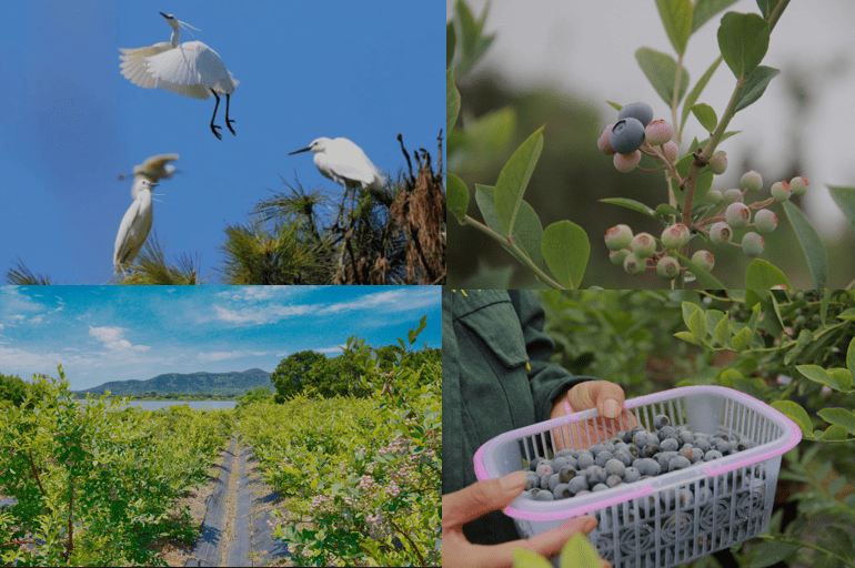 "莓好时光"| 碧立方黑莓采摘正当时_淄博_自然_邂逅