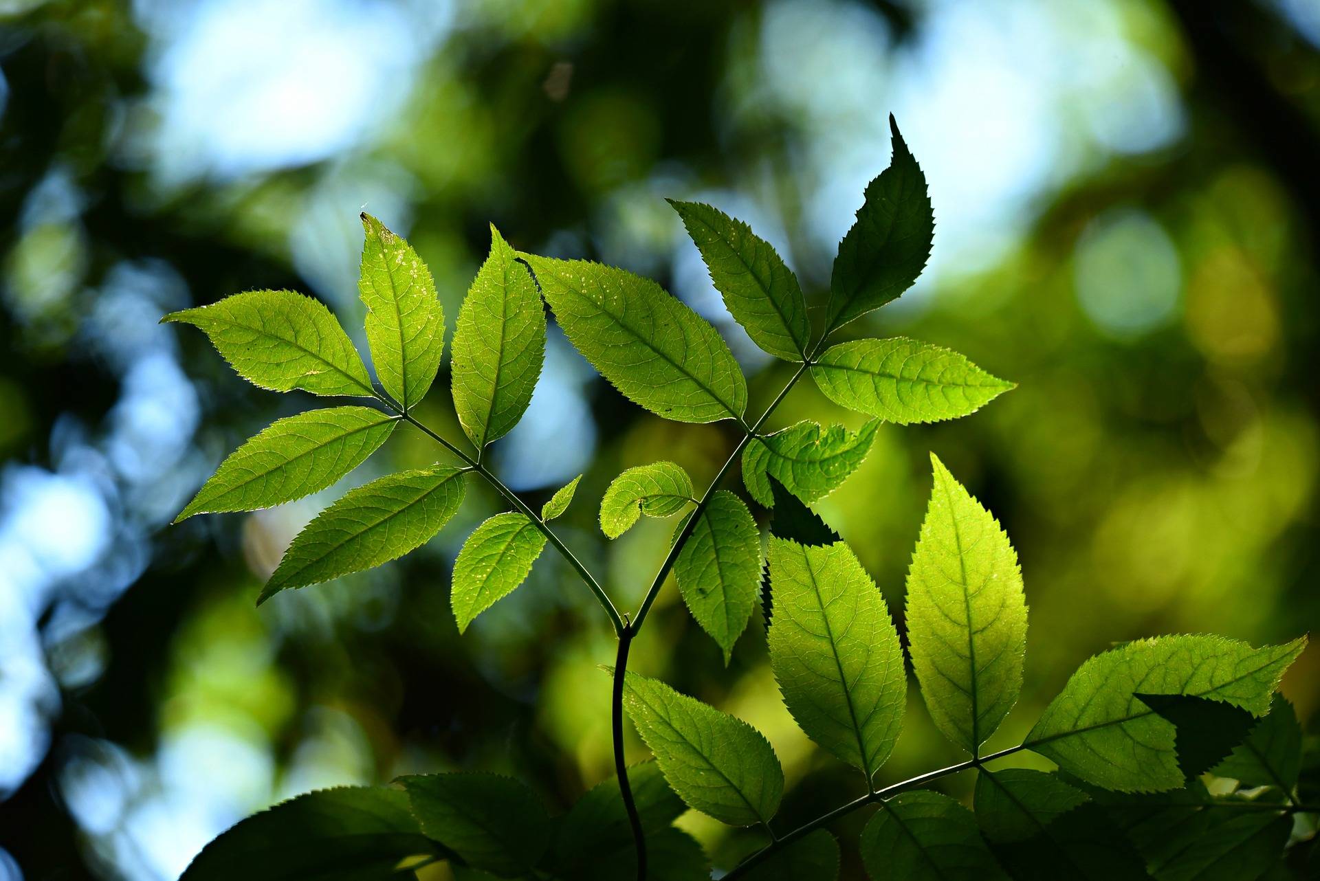 二年级植物传播种子的方法（植物传播种子方法二年级作业） 第4张