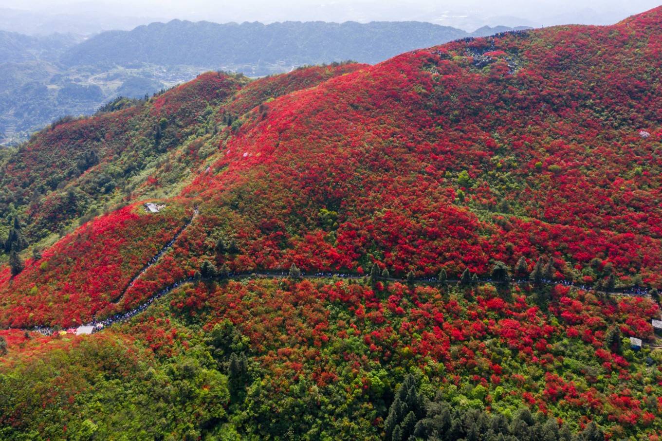 杜鹃花（夏季杜鹃花怎么养护和浇水） 第15张