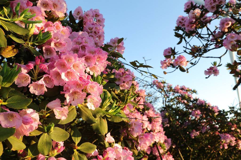 杜鹃花（杜鹃花是映山红吗） 第14张