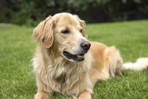 什么狗狗最温顺听话?世界最温顺的狗排名榜前十名!_金毛_萨摩耶_牧羊