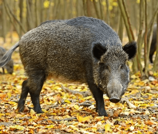 我国烧烤最早的地方竟然是这里_西侯度_中国人_山西