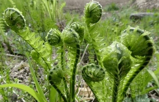 "长白山地区山野菜指南"来了!