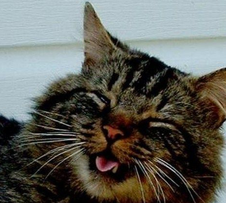 猫咪打喷嚏个个眼歪嘴斜,太逗了!_表情_习惯_上帝