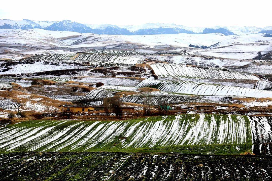 新疆木垒:白雪覆新绿 万亩旱田如画卷_杨建伟_远山_强国