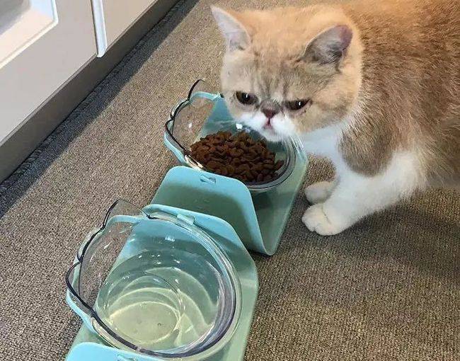 猫咪突然食欲不振,一定是生病了吗?先找原因再解决_方法_问题_主人