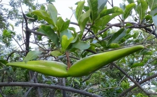 山上一种"羊角拗",长相奇特毒性大,见到别好奇,抓紧绕道走!