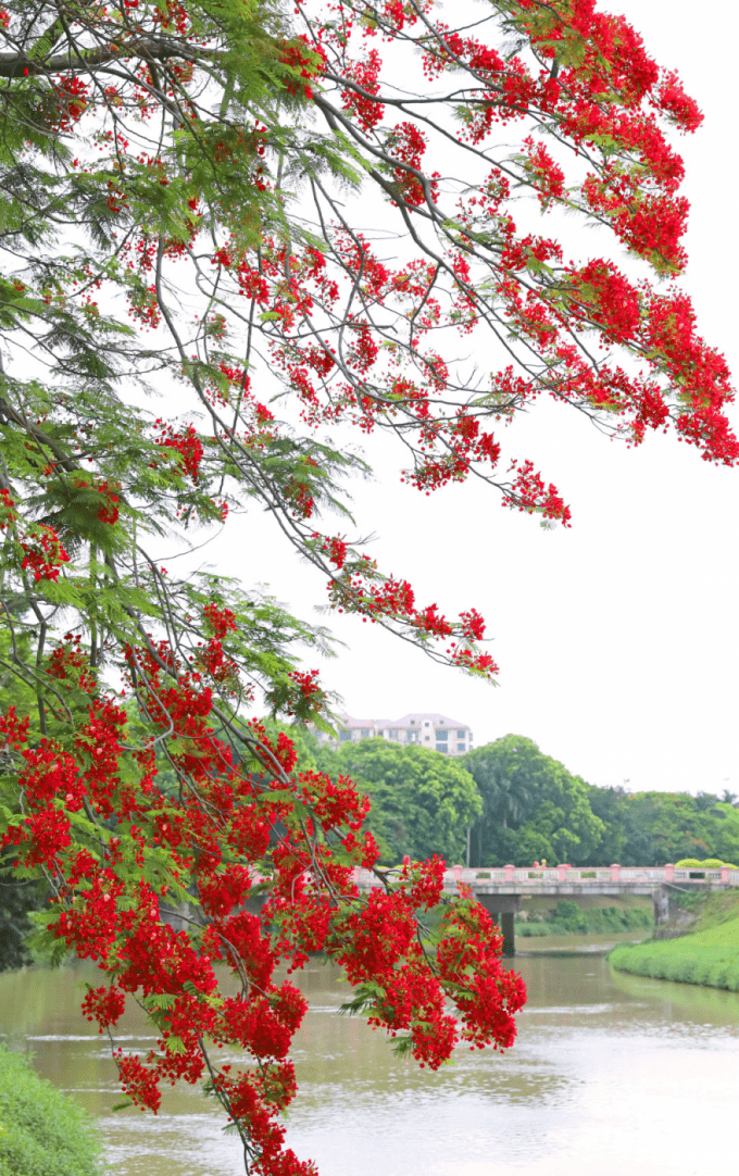 企石凤凰花开红艳似火_凤凰红_枝头_几张