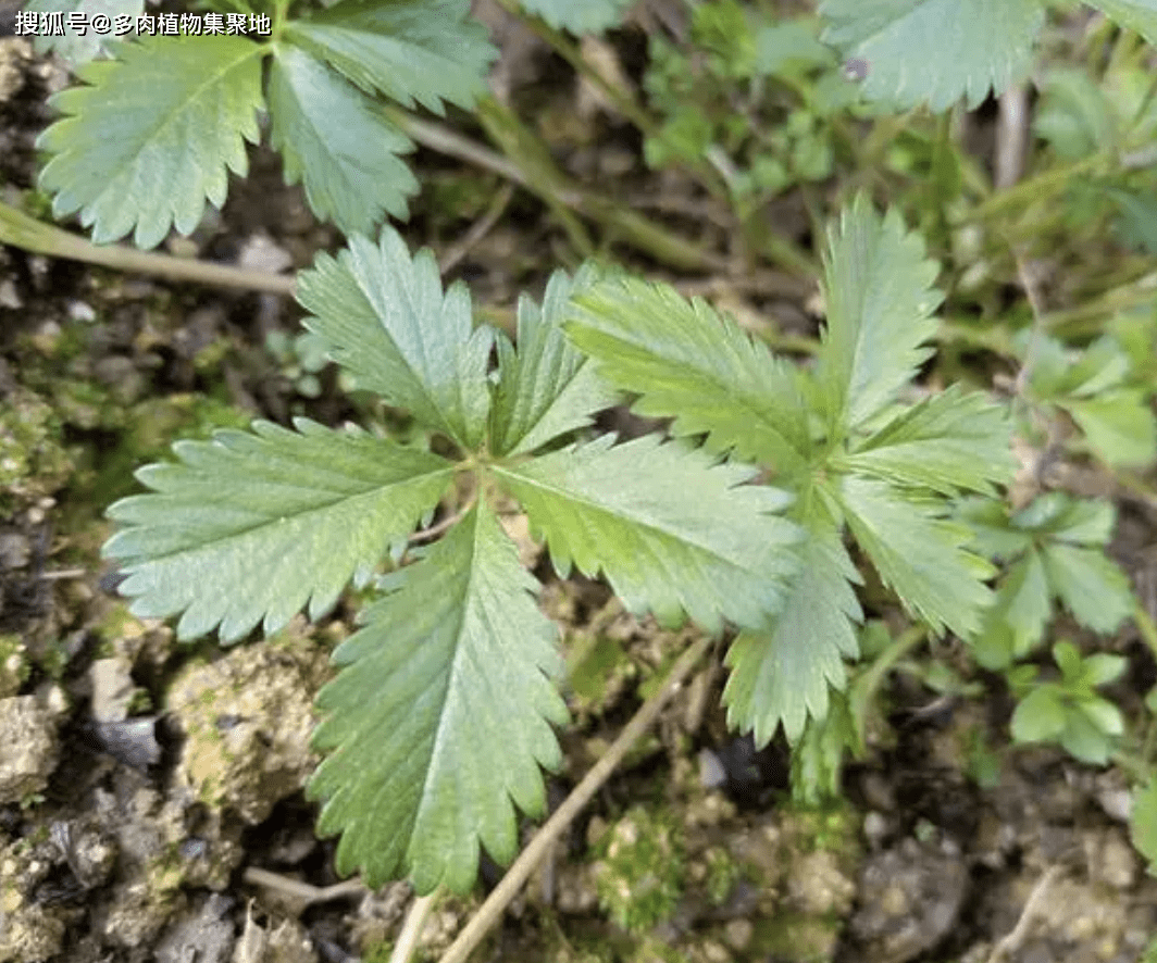 因此,我们还是要多了解野生的中药草,从而更能保护他们.