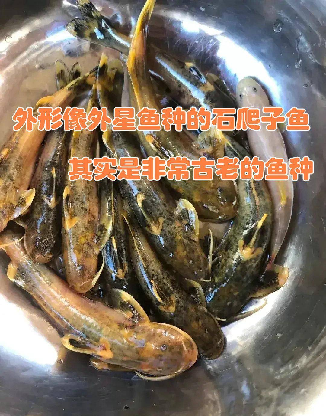 屬鯰形目鮡科石爬鮡屬的一屬魚類的統稱,主要分佈在廣西,四川和雲南