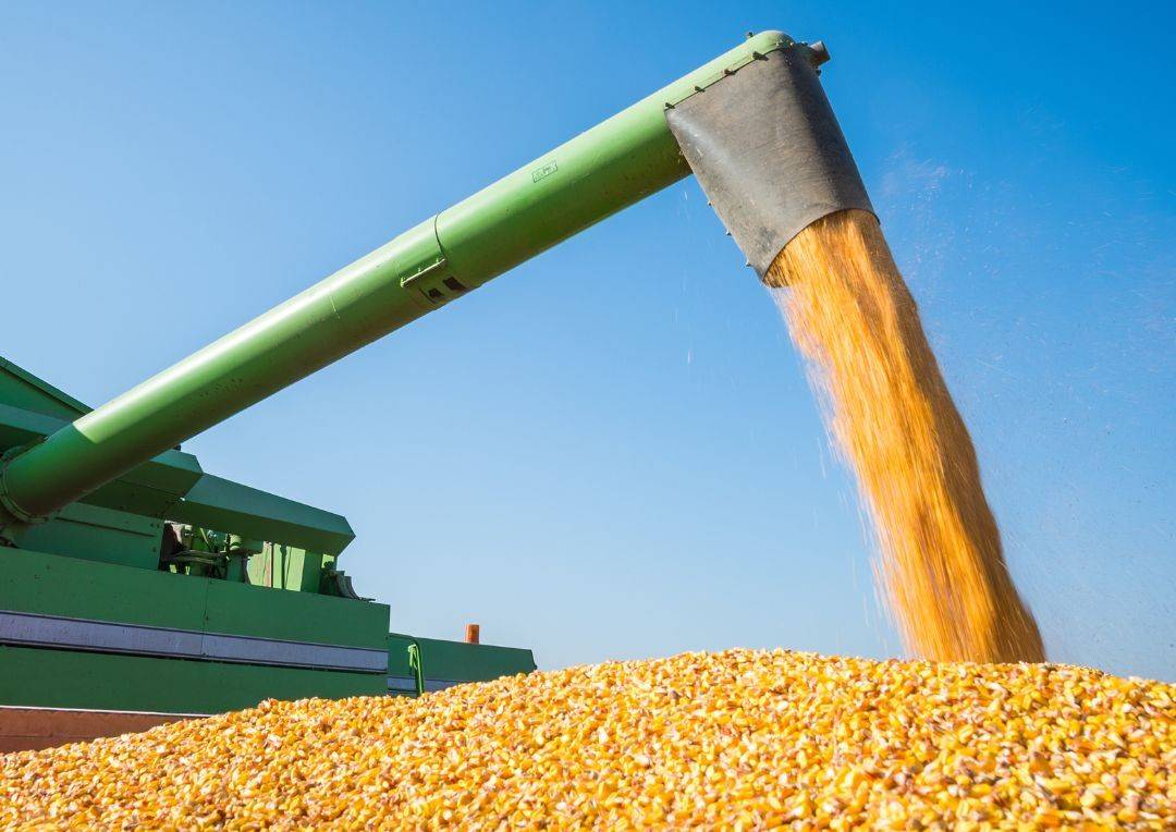 轮到美国被退单,中国取消83万吨美玉米订单,改买巴西玉米_进口_饲料