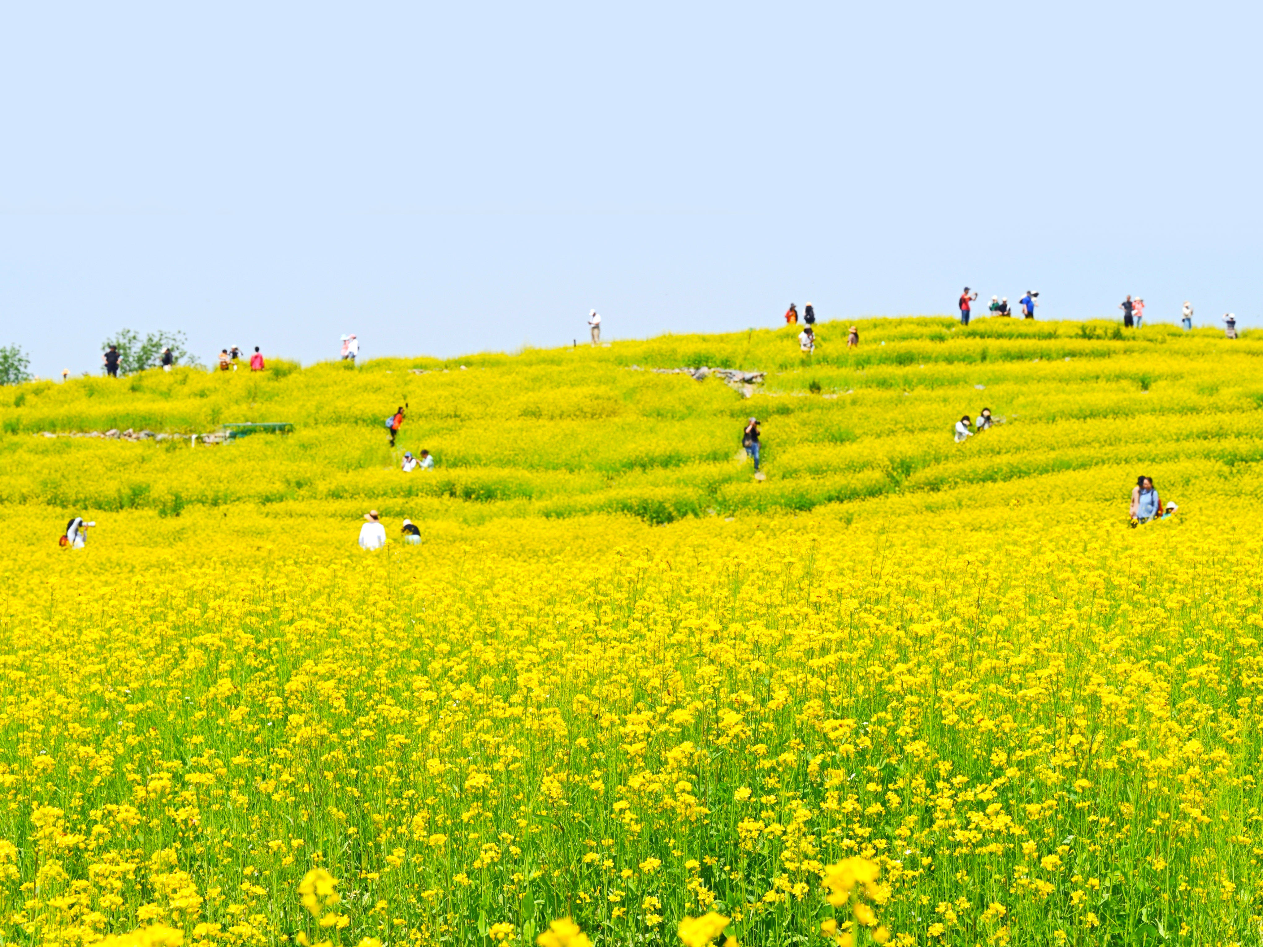 田村油菜花公园地址图片