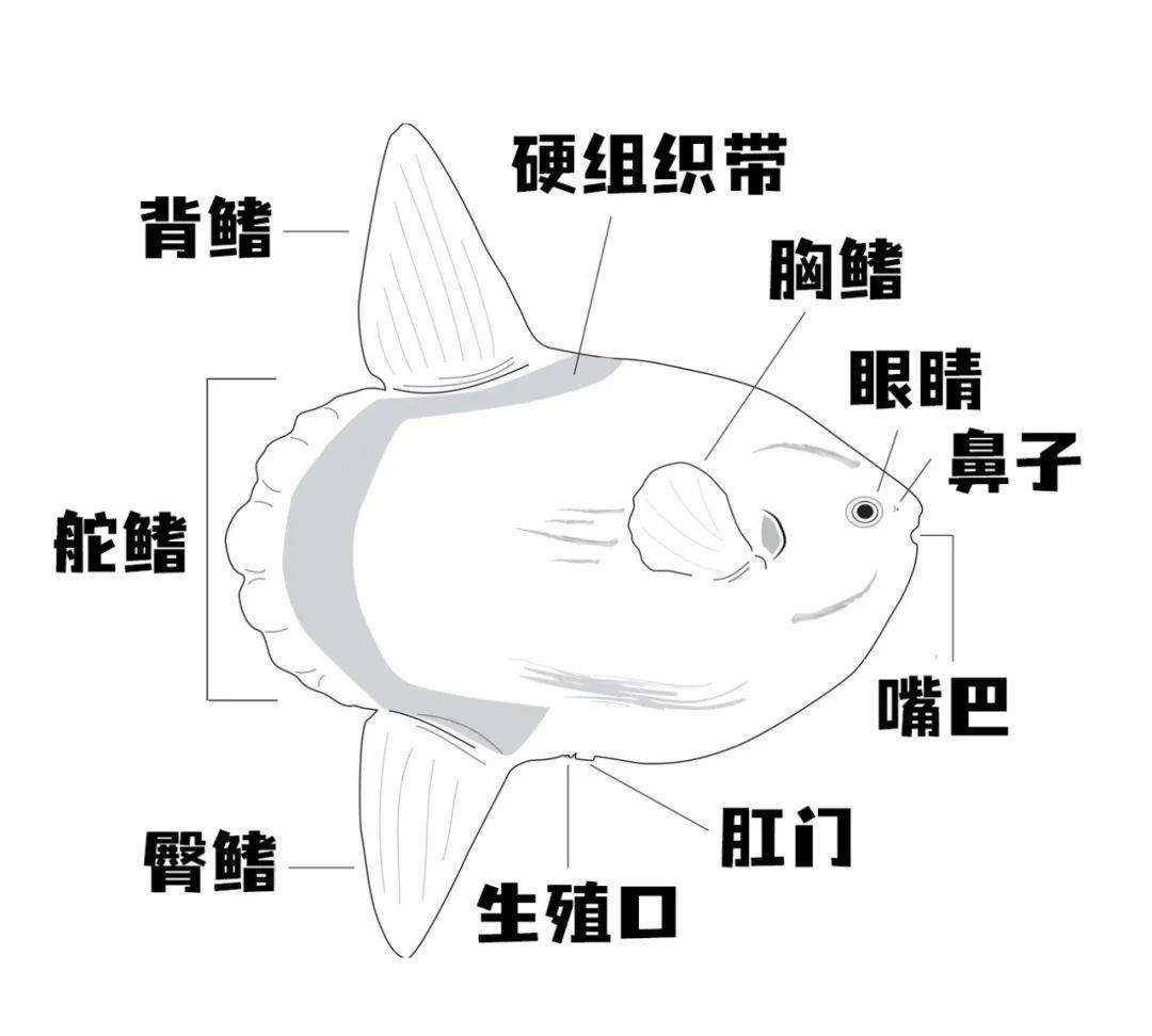 被咬也不知反抗或逃跑的翻车鱼,如何在地球上生存了4500万年?