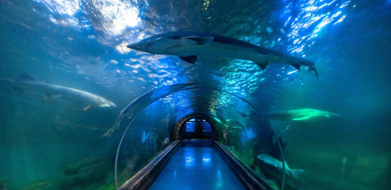 "的抚远市鱼文化体验馆,是一个集活鱼,标本和科普于一体的"鱼博馆"