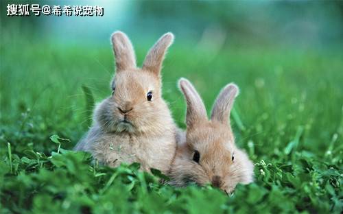 【饲养经验】兔子长癣可以用硫磺皂洗吗，兔子长癣应该怎么处理？