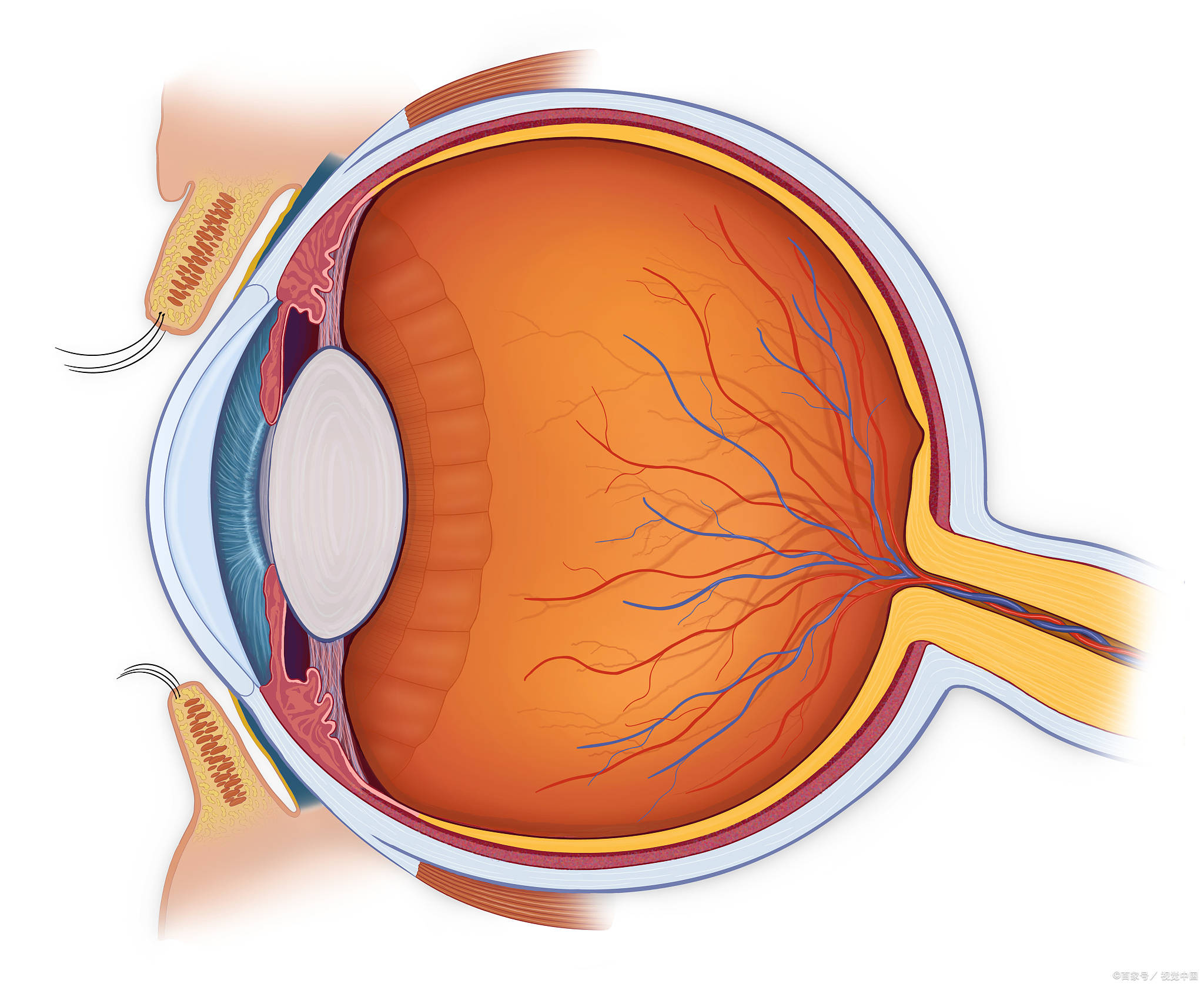 眼睛内部构造图片