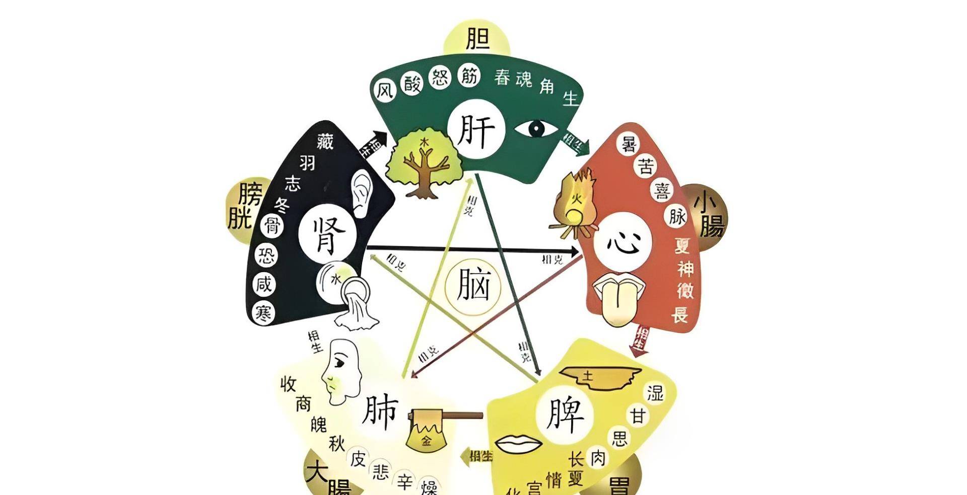 眼睛_治疗_晶状体