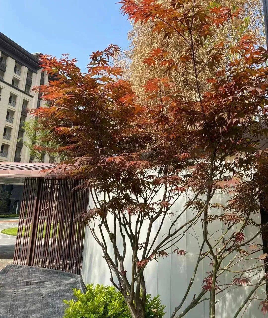 移步易景倾赏四季风光济宁兖州公用瑞马悦府诠释舒居理想生活