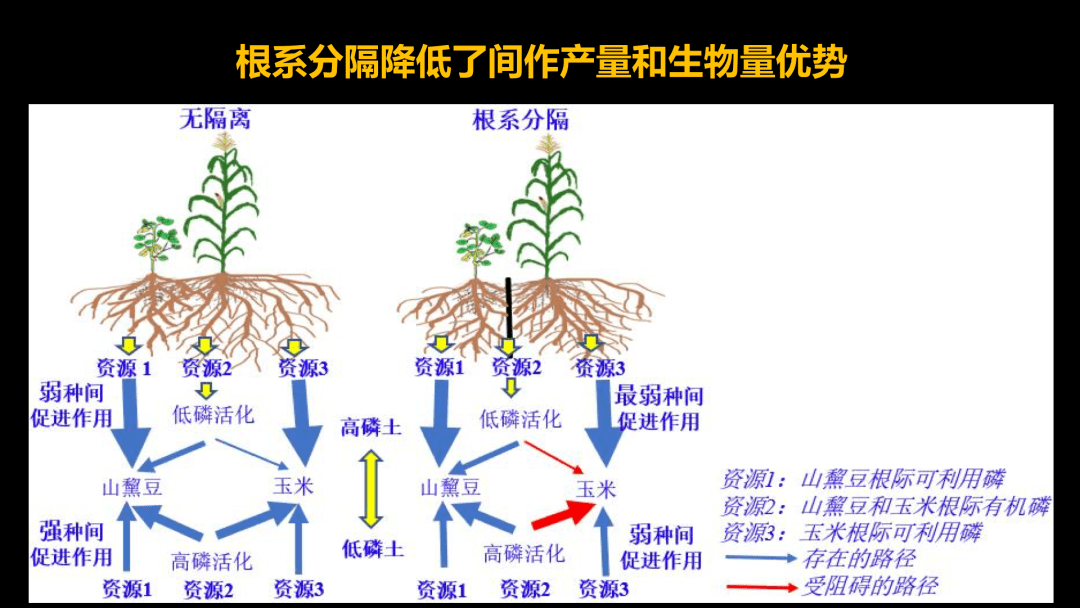 种间关系化感图片