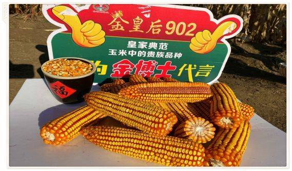 「金皇后902玉米种子」为什么玉米得买专门种子?_种植_肥料_农作物