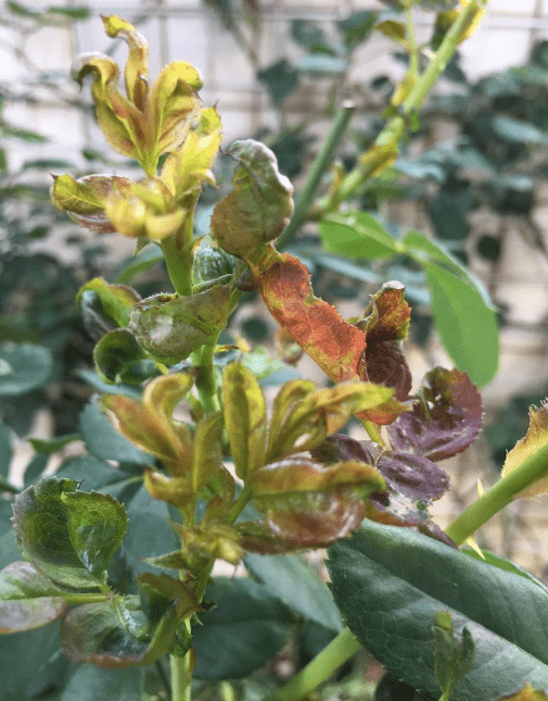 蓝妖:入夏时蓟马虫防治要点,不重视,直接影响月季第二茬花开放