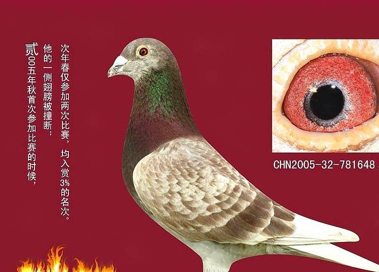 如何正确使用红色羽毛鸽_比赛_鸽子_颜色