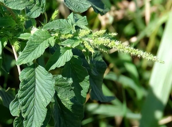 它是入侵植物,却深受广东人喜爱,老了都有人要,炖