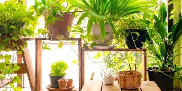 原创            照顾室内盆栽绿植注意这几点，避免植物黄叶和烂根-室内盆栽植物养护方法图片