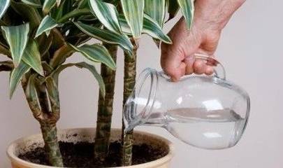 原创            照顾室内盆栽绿植注意这几点，避免植物黄叶和烂根-室内盆栽植物养护方法图片