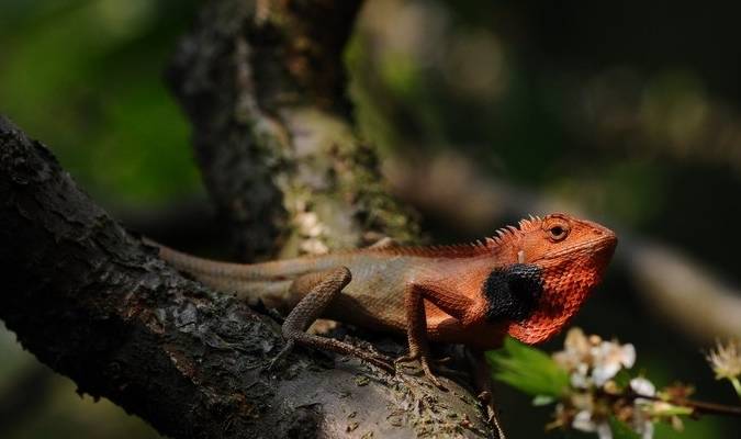 接着上次的主题先讲讲蜥蜴,价格低廉的蜥蜴有很多种,热门品种有丽纹龙