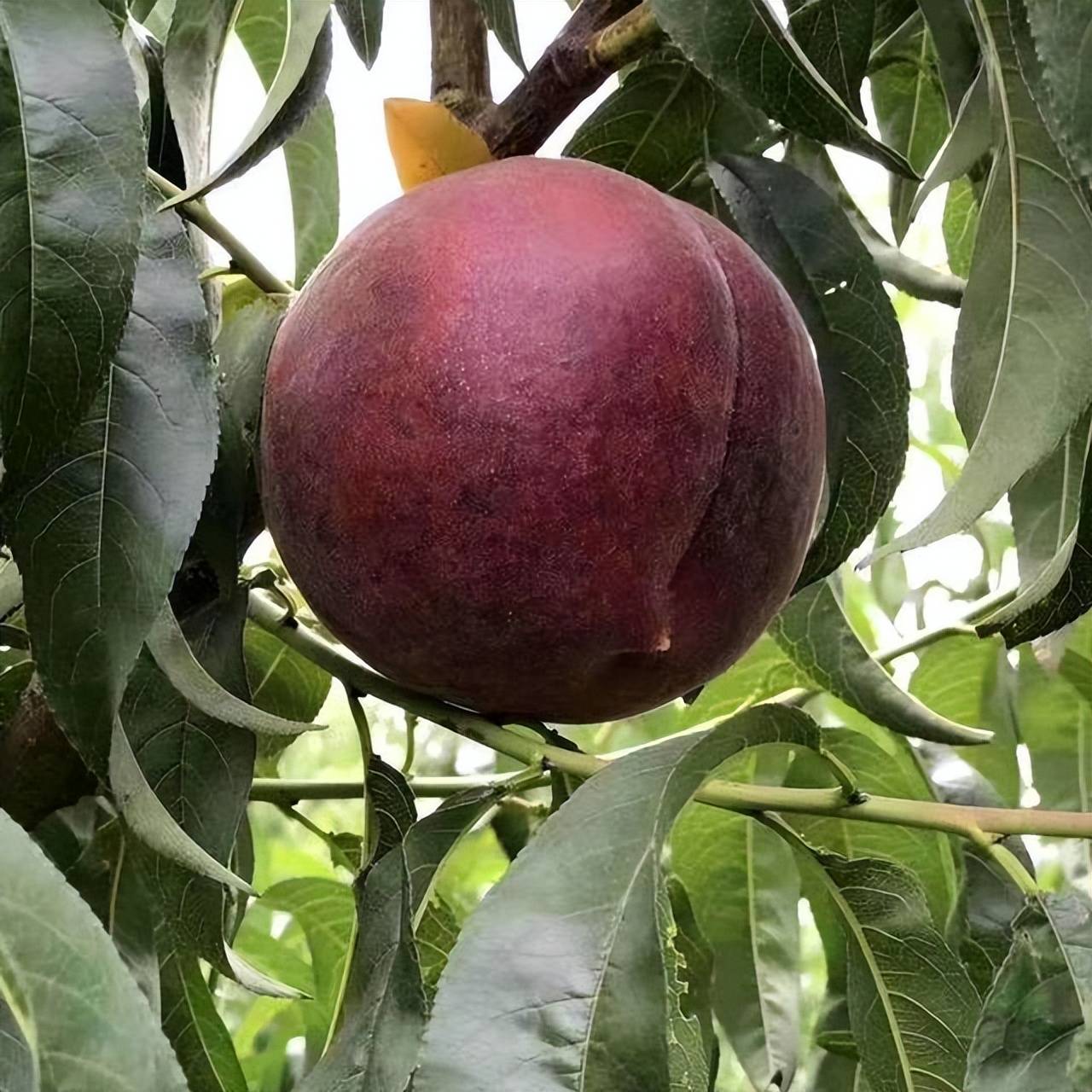 养殖这种中华黑桃王也并不是说非常困难的,是有一些普通的桃子养殖