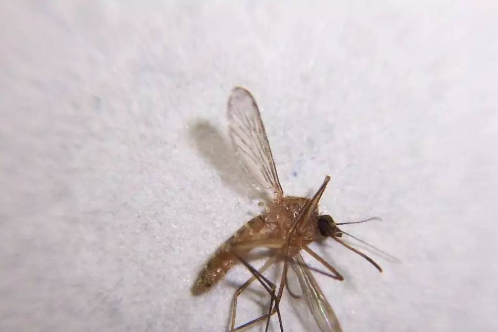 蚊香会害死猫?你是不是在骗我!_猫咪_蚊子_肝脏