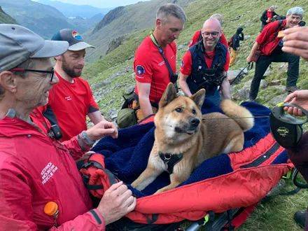 66斤秋田犬攀英格兰最高峰，累到走不动，救援团4小时扛下山！